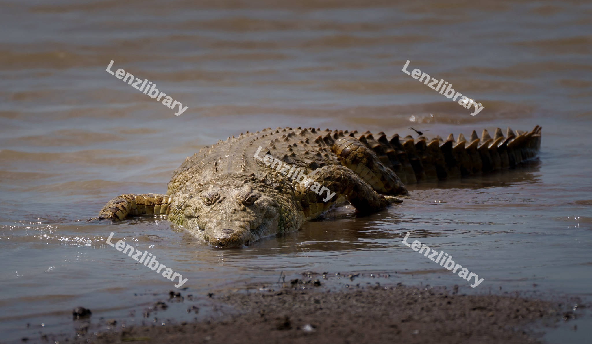 Nile crocodile resting on seashore